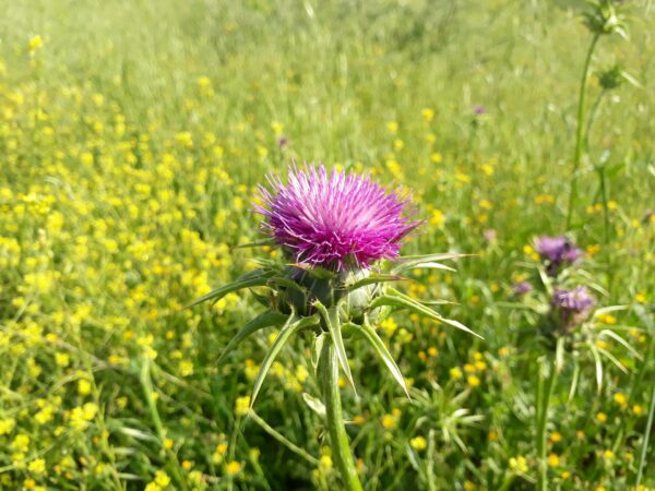 Boswellia extract, chamomile extract, ginkgo biloba extract, ginseng extract, green tea extract, guarana extract, lemon balm extract, licorice extract, milk thistle extract, quassia extract, oak extract, grape seed extract