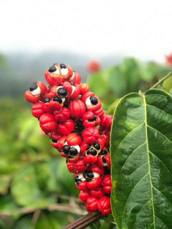 Guarana extract