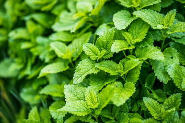 lemon balm extract