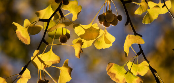 ginkgo biloba extract